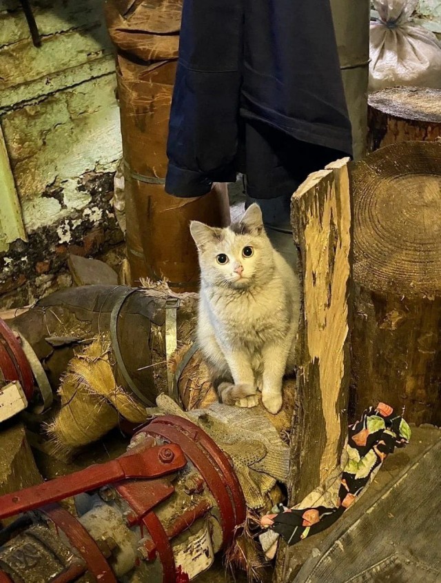 Коты ишачат на заводе