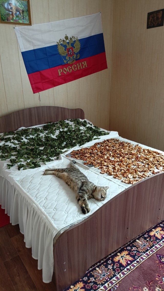 Коты и физика