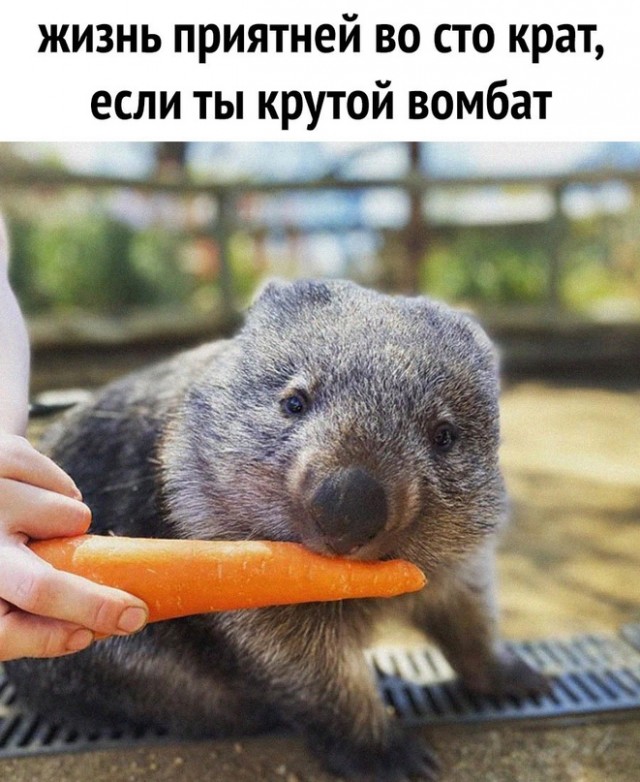 Картинки и мемы, всем хороших выходных