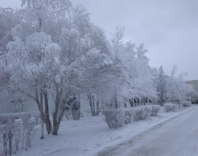 Волшебный лес