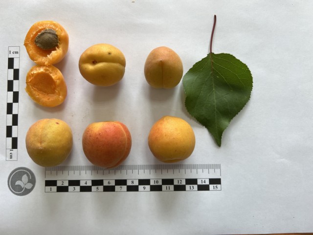 Абрикосы на Урале. В Екатеринбурге ученые вывели сорт абрикоса, который выдерживает 40-градусный мороз