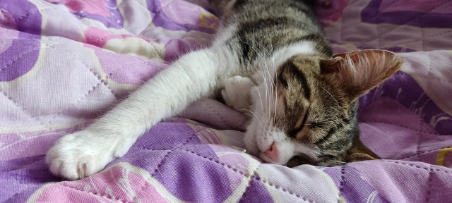 Котодракула