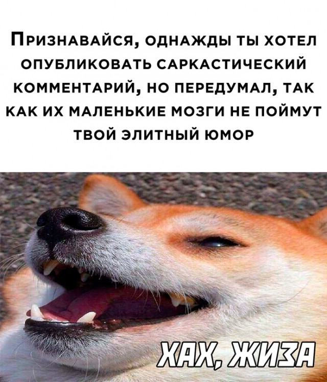 Весёлый полтишок 16.04.23