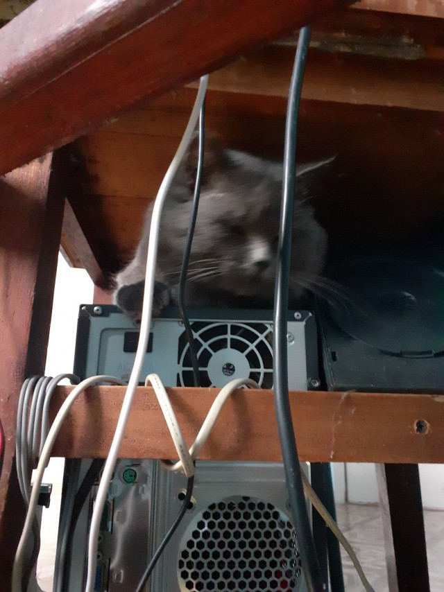 Коты - мастера на все лапы
