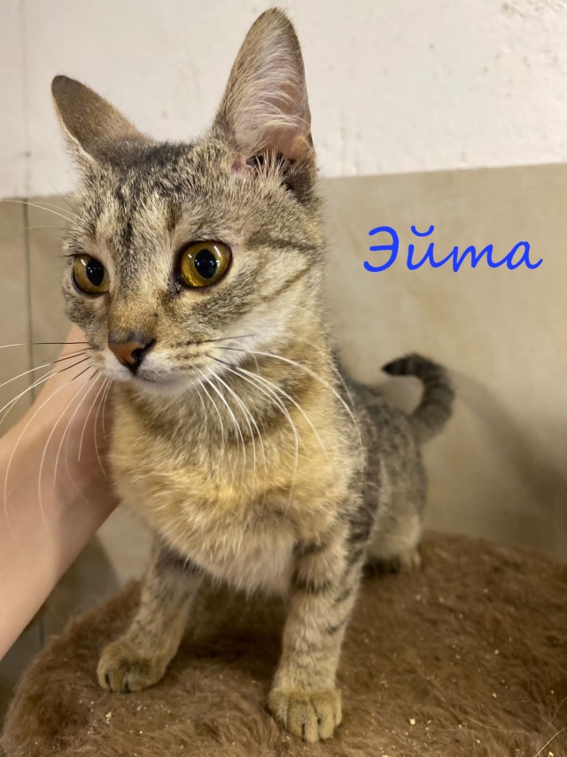 Жизнь домашнего приюта "Котоленд" 392