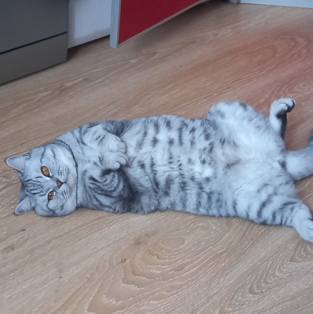 Котовторнику посвящается. Счастья привалило