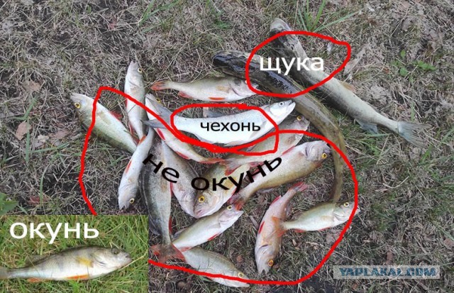 Рыбалка на р. Белая