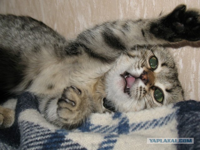 Котовторник 16.04.2013