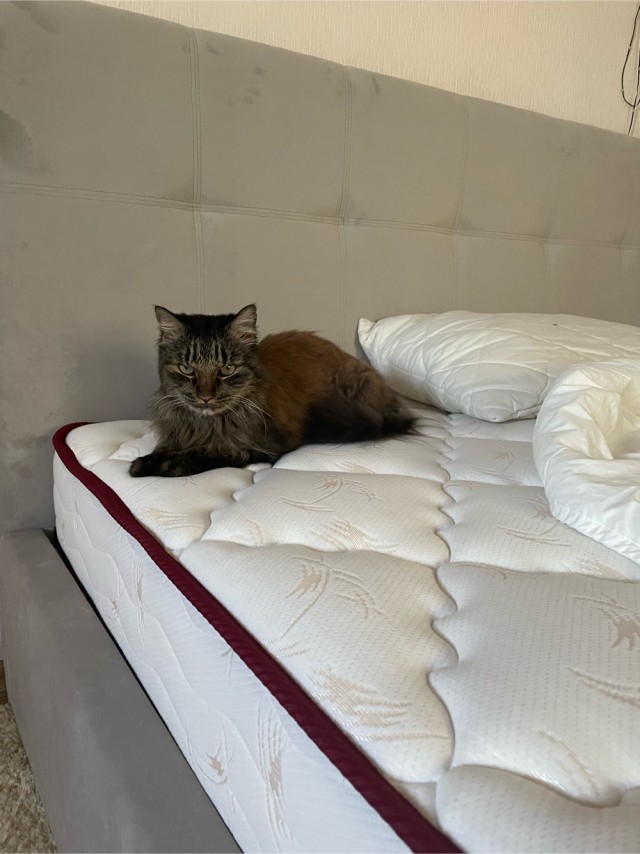 Котовторник. Моему мультяшке 1 год
