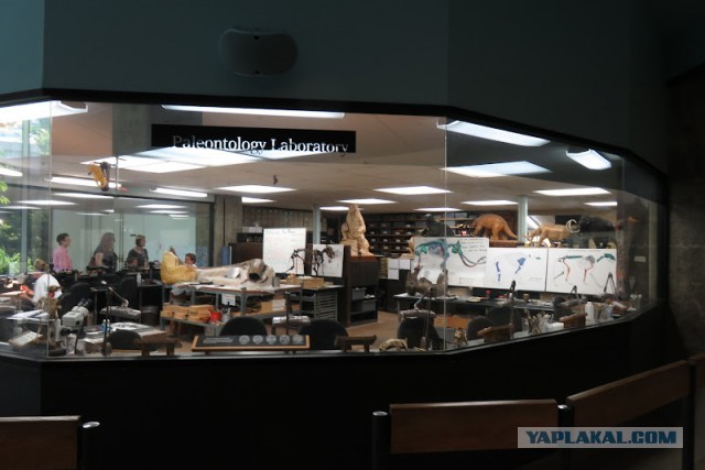 Битумные озера Ла-Брея (La Brea Tar Pits)