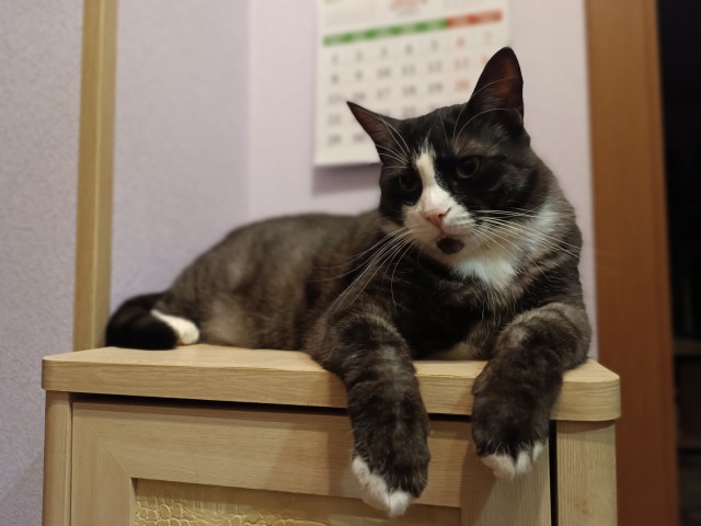 Всех с котовторником