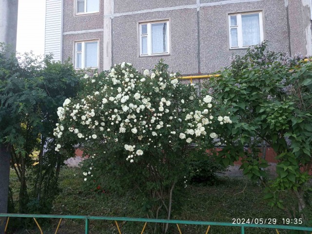 Клумба во дворе 2024 весна