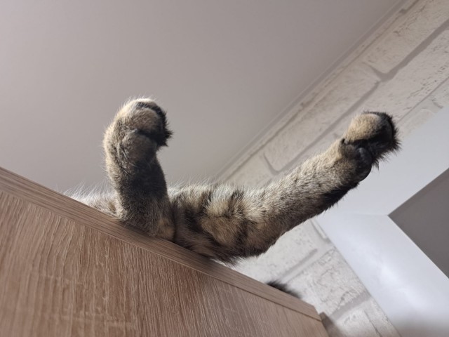 Котовторник