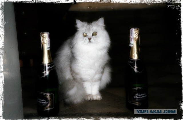 Котовторник 21.05.2013