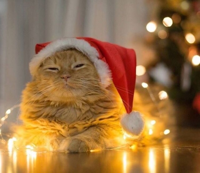 Прикольные и просто красивые картинки 31.12.2024