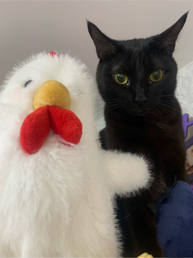 А где котики, сегодня же вторник!