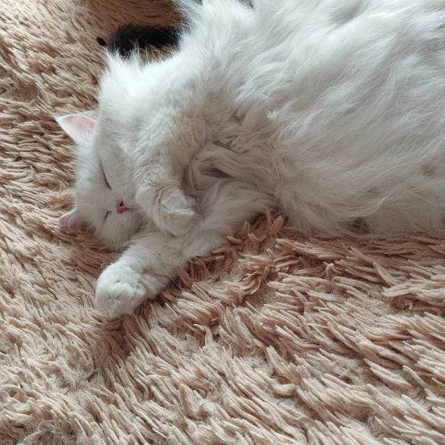 Нефотогеничный кот