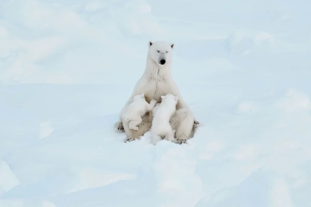 Опубликованы снимки победителей премии FAPA 2025 в категории «Дикая природа»