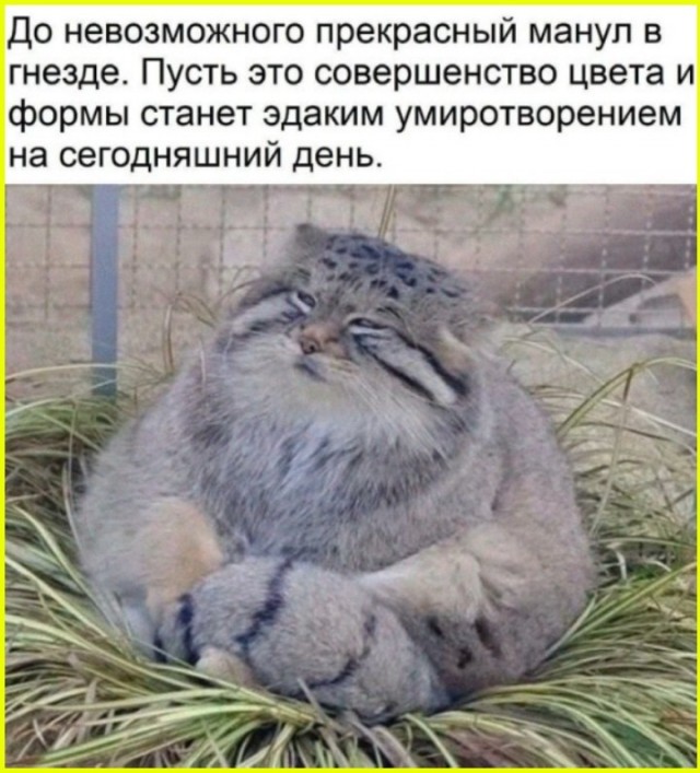 ТРРРидцать тРРРи от 26 мая