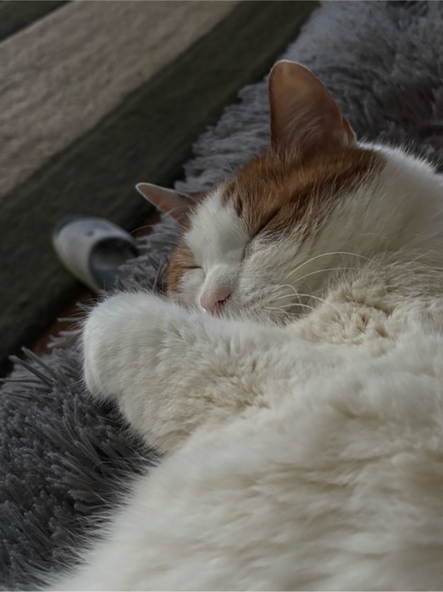 Котовторник