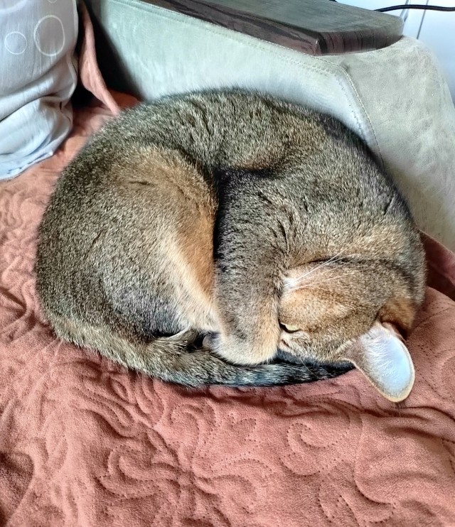 Моему коту Тому 2 года