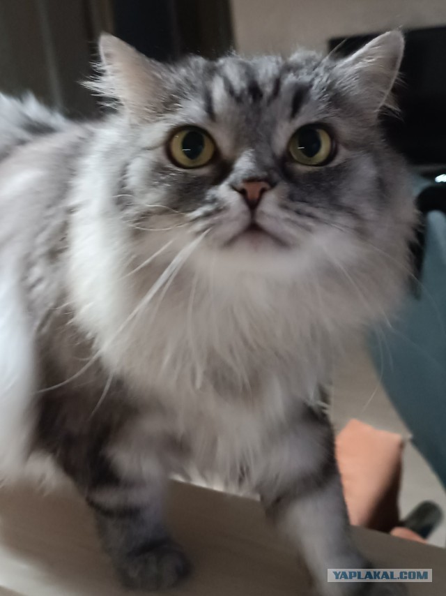 Котовторник 21.10.2025