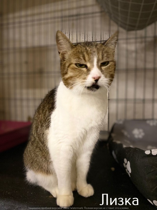 Жизнь домашнего приюта "Котоленд" 520