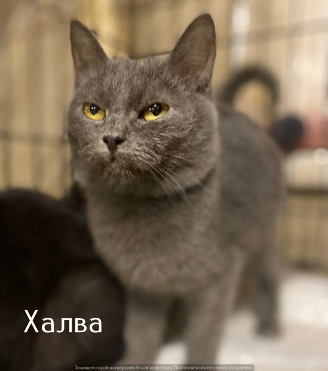 Жизнь домашнего приюта "Котоленд" 524. Нам сегодня 10 лет!
