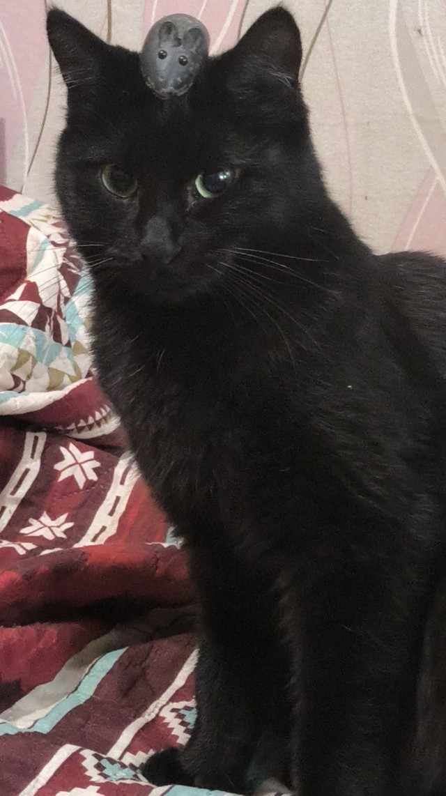 Кот со странным пристрастием
