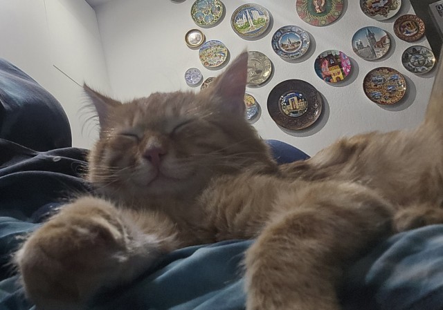 А котовторник уже пришёл?