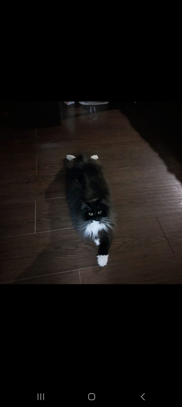 Котовторник же!