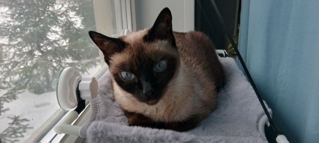Наши коты