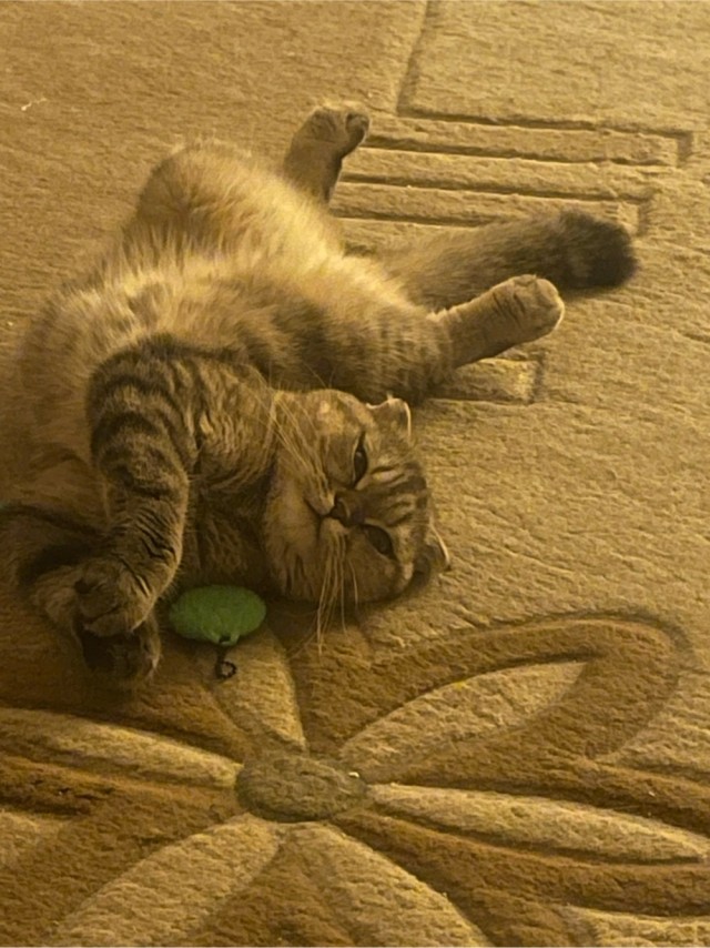 Принимайте в ряды вислоухих