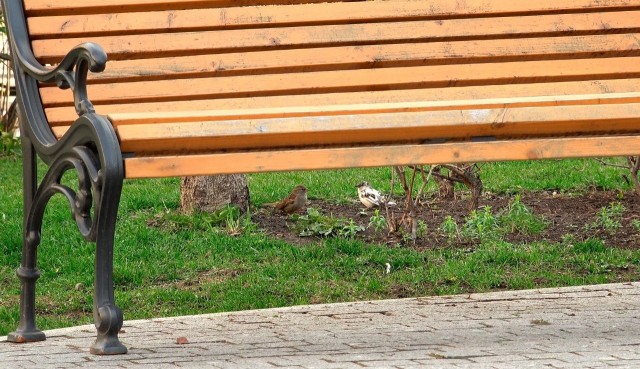 В Петербурге заметили белого воробья