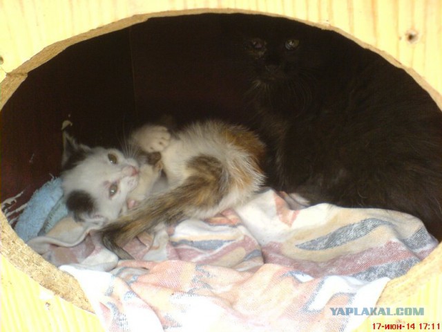 Котовторник 24.06.2014