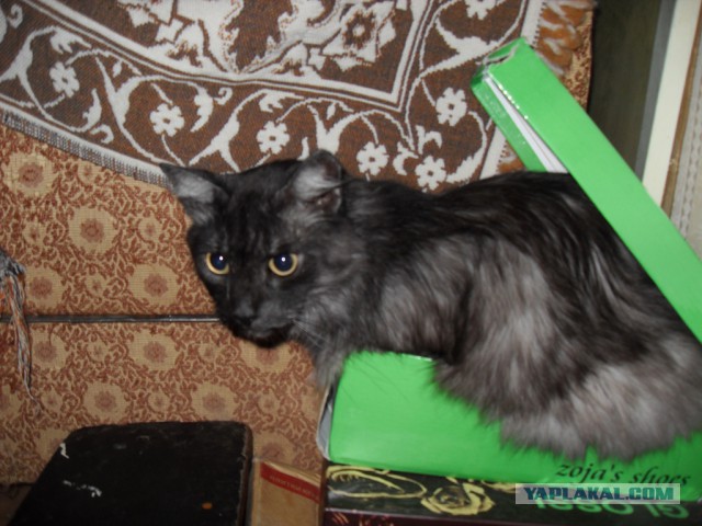 Котовторник  08.07.2014