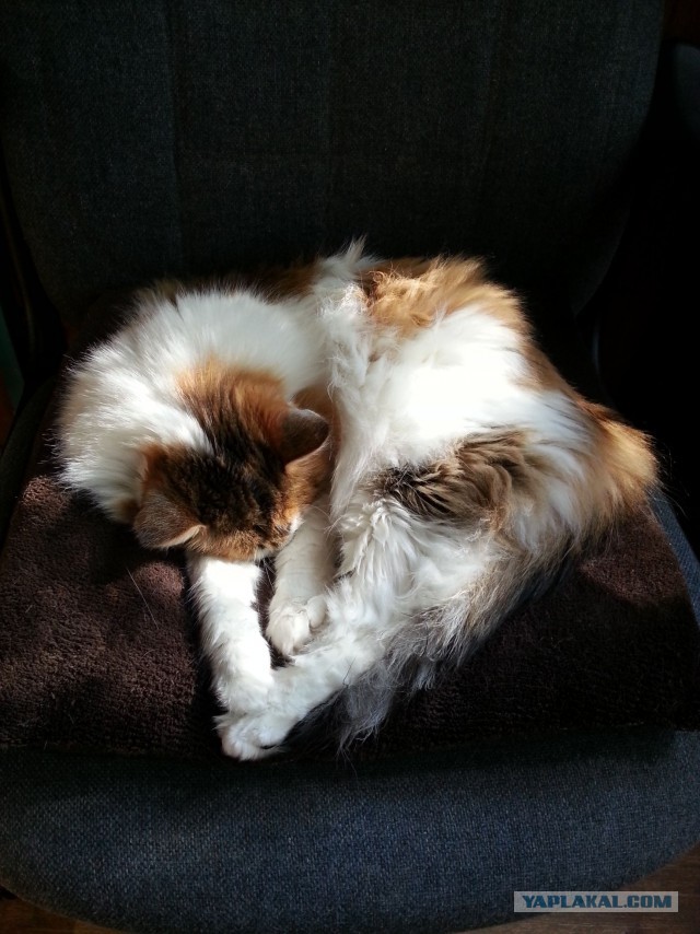 Котовторник 12.08.2014
