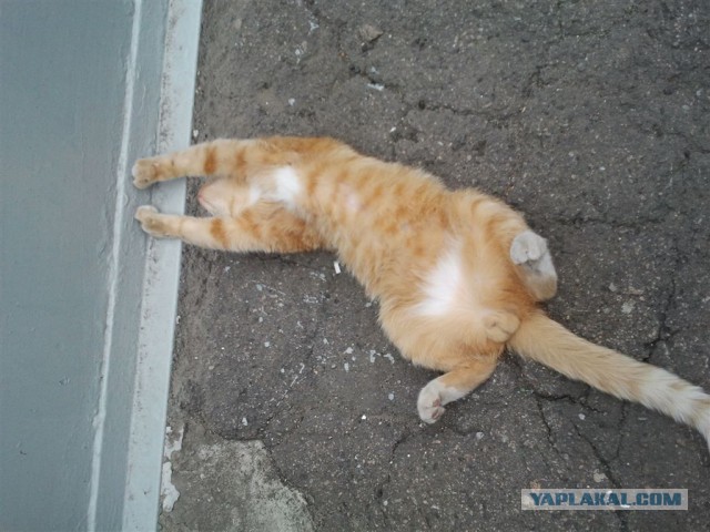 Котовторник 16.09.14