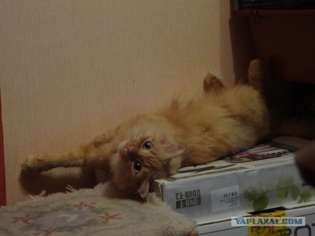 Котовторник 30.09.2014