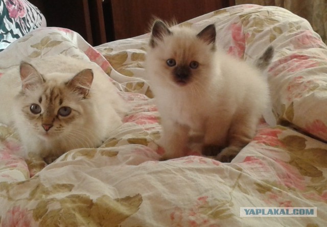 Котовторник 11.11.2014