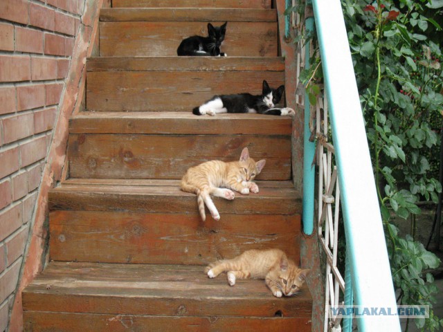 Котовоскресенье