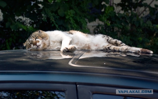 Котовторник однако