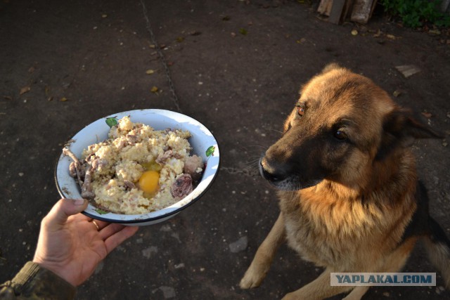 Покормить сабакина