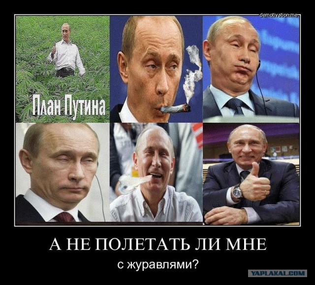 Путин с клювом в халате возглавил журавлиный клин