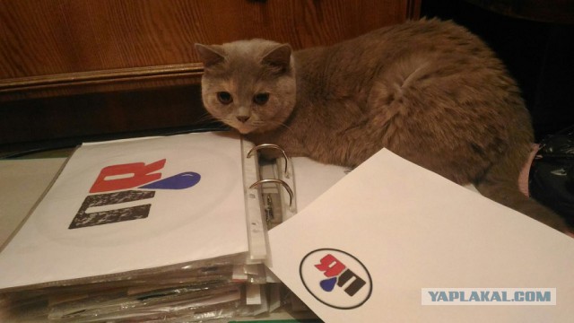 Котооо-о-о-вторник