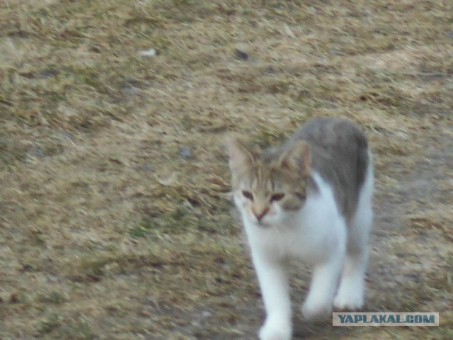 Жизнь домашнего приюта для котеек 101