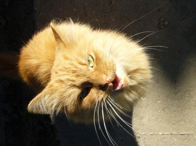 Коты, кошки, котята