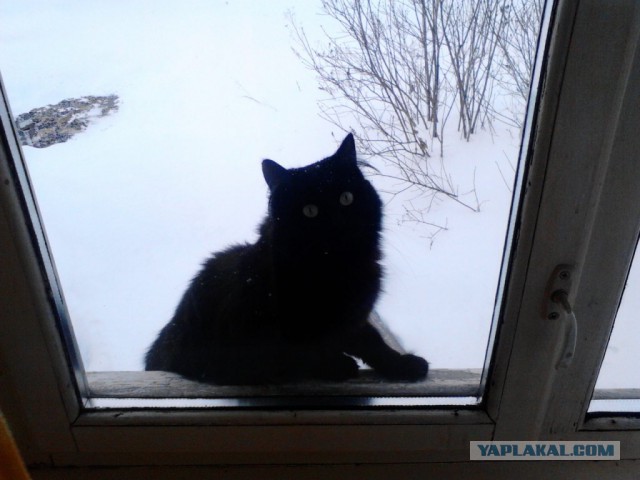 Котовторник  01.03.2016