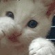 Аватары. Коллекция прикольных аватаров