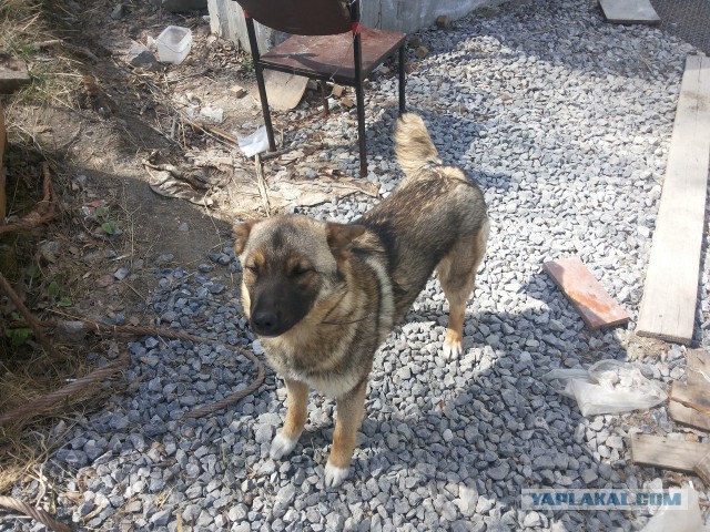 Второе спасение Жопика